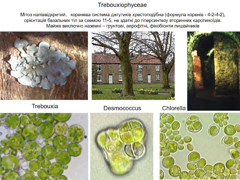 Trebouxiophyceae Мітоз напіввідкритий,   коренева система джгутиків хрестоподібна (формула коренів - 4-2-4-2), орієнтація